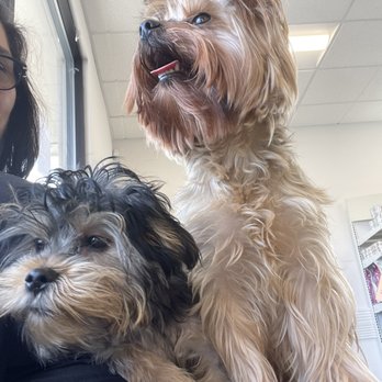 Value Pet Clinic - Bane & Lola - Veterinarians Near Me - Puyallup, Washington Value Pet Clinic - Bane & Lola - Veterinarians Near Me - Puyallup, Washington