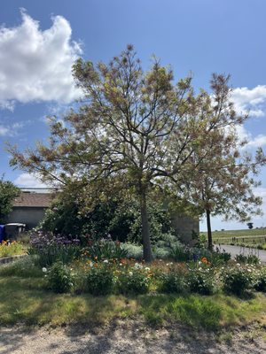 McKenzie-Mueller Winery by null
