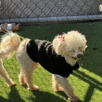 Carson Animal Care Center - Chloe, 7 YO White & Tan Maltese, Spayed Female; ID: A5756022 - Animal Shelters Near Me - Gardena, California Carson Animal Care Center - Chloe, 7 YO White & Tan Maltese, Spayed Female; ID: A5756022 - Animal Shelters Near Me - Gardena, California