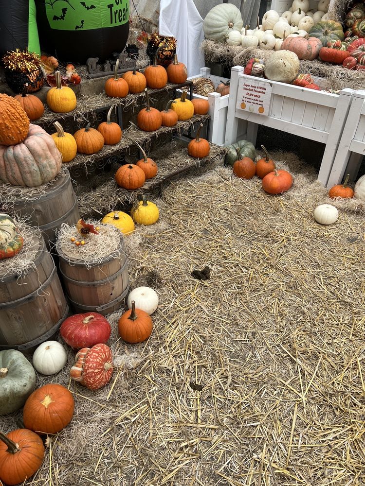 COHASSET VILLAGE GREENERY Updated August 2024 29 Photos 805 Chief