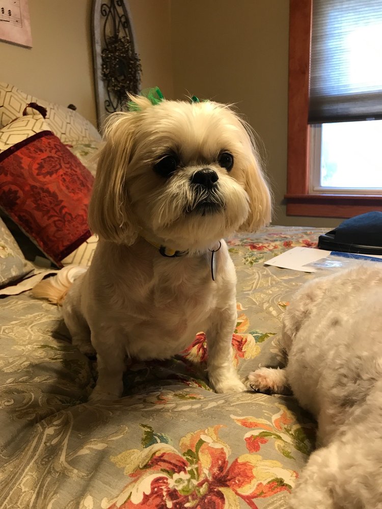 Clip Shoppe Groom & Board