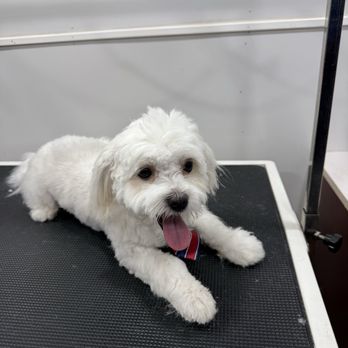 Doorstep Groomers - Pet Groomers Near Me - Miami, Florida Doorstep Groomers - Pet Groomers Near Me - Miami, Florida