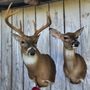 Photo of Odoms Taxidermy And Deer Processing 