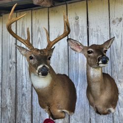 Odoms Taxidermy And Deer Processing