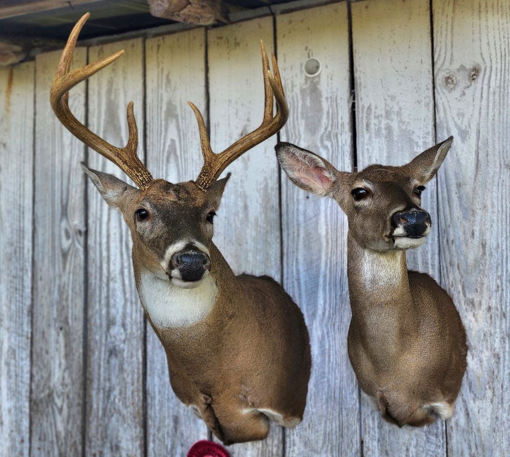 Odoms Taxidermy And Deer Processing  - taxidermy in Readyville, TN
