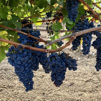 Frog's Leap Winery - Wineries Near Me - Rutherford, California Frog's Leap Winery - Wineries Near Me - Rutherford, California