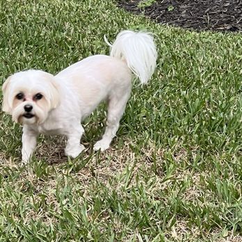 Pawllywood Kingdom - My poor cash looks old in the face. Not his typical cute teddy bear look I asked for. - Pet Groomers Near Me - Cypress, Texas Pawllywood Kingdom - My poor cash looks old in the face. Not his typical cute teddy bear look I asked for. - Pet Groomers Near Me - Cypress, Texas