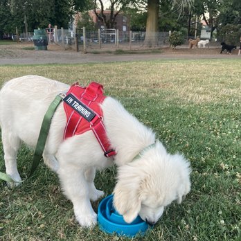 Wonder Puppy - Pet Training Near Me - Portland, Oregon Wonder Puppy - Pet Training Near Me - Portland, Oregon