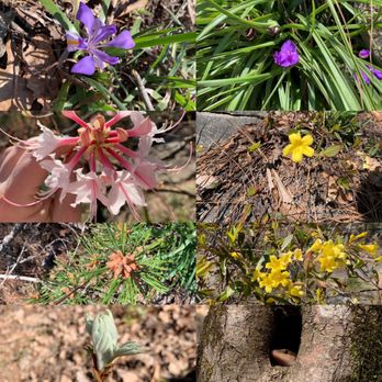 Moss Rock Preserve - Hiking Near Me - Hoover, Alabama