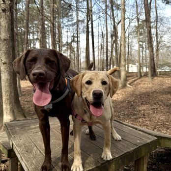 Pup Park Shuttle - Dog Parks Near Me - Raleigh, North Carolina