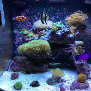 Jeff's Automotive - They have an awesome fish aquarium! Very neat. - Auto Repair Near Me - New Carlisle, Ohio Jeff's Automotive - They have an awesome fish aquarium! Very neat. - Auto Repair Near Me - New Carlisle, Ohio
