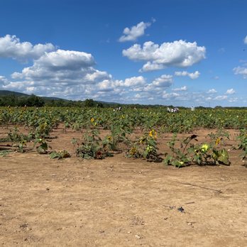 Summers Farm - GIGANTIC sunflower fields - Attraction Farms Near Me - Middletown, Maryland