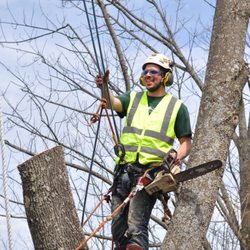 Treemaster - Ash tree removal in Wellsboro