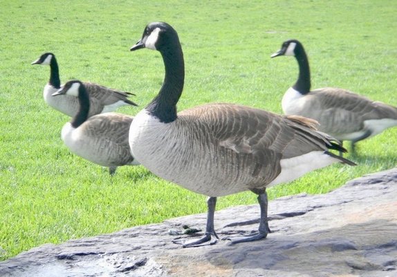 Pier 45 at Hudson River Park by null