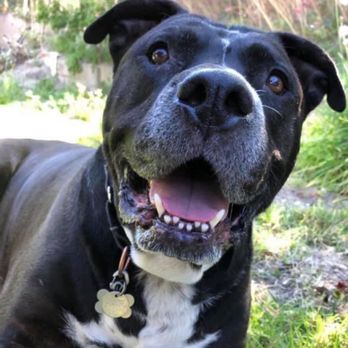 At Your Bark and Call Pet Sitting - My doggie loves to see his friend Danielle! - Dog Walkers Near Me At Your Bark and Call Pet Sitting - My doggie loves to see his friend Danielle! - Dog Walkers Near Me
