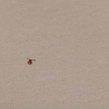 Kobe Teppan & Sushi - Dead bug on glass. Looks like a tick. Disgusting. Only took 10 minutes to flag down server to get a new glass. - Japanese Near Me - Tempe, Arizona Kobe Teppan & Sushi - Dead bug on glass. Looks like a tick. Disgusting. Only took 10 minutes to flag down server to get a new glass. - Japanese Near Me - Tempe, Arizona