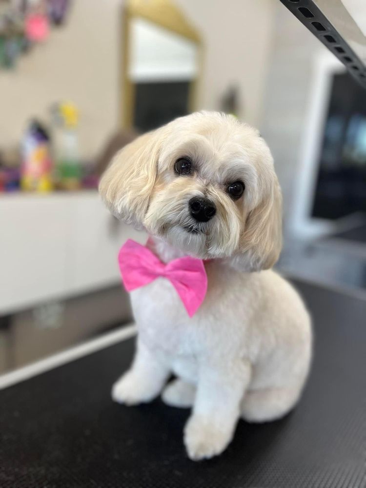 DESERT PAWZ CAGE FREE GROOMING Updated October 2024 11 Photos & 24