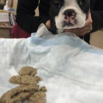 Pupcakes! - Made my dog vomit - Pet Stores Near Me - Hyannis, Massachusetts