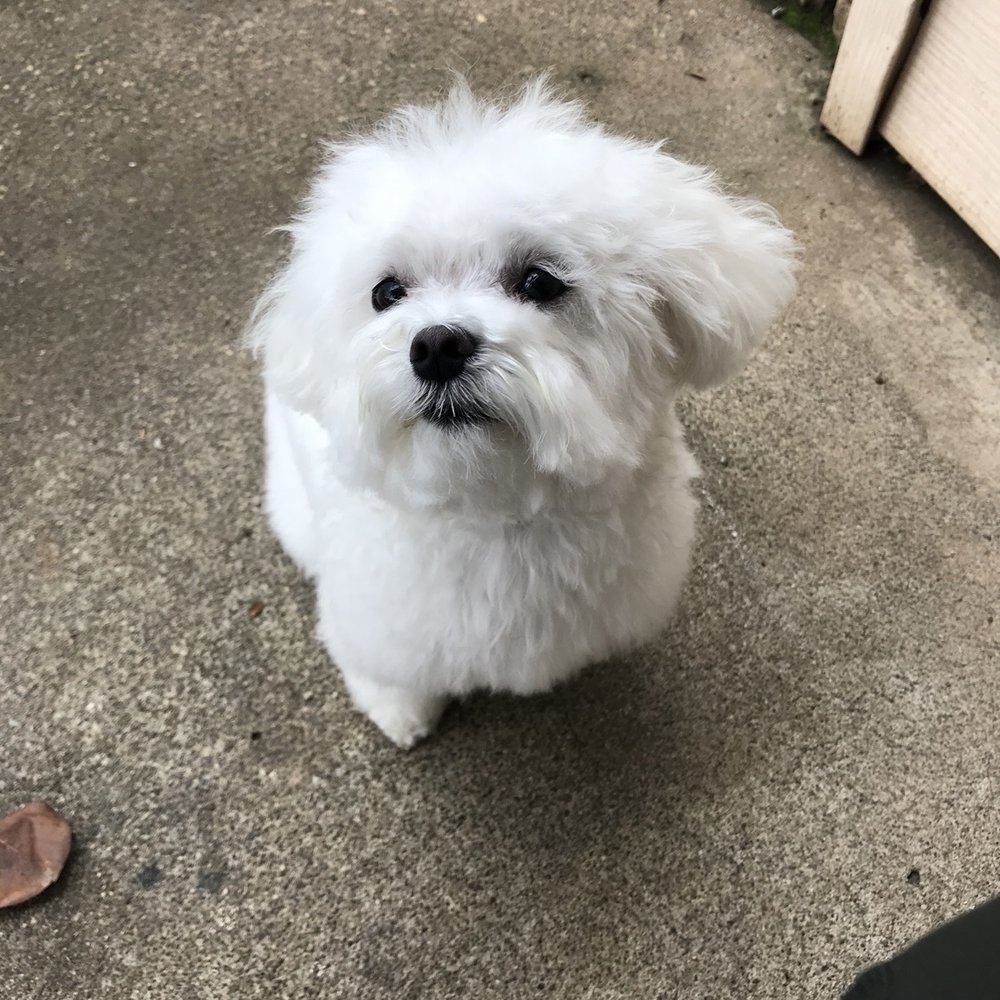 K J Paws - The cutest boy after his haircut - Pet Groomers Near Me - Sacramento, California K J Paws - The cutest boy after his haircut - Pet Groomers Near Me - Sacramento, California