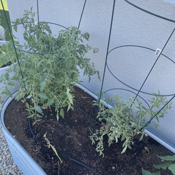 Hillside Nursery & Landscape - Tomatoes, beans, bell peppers, cantaloupe, squash - Landscaping Near Me - Reno, Nevada