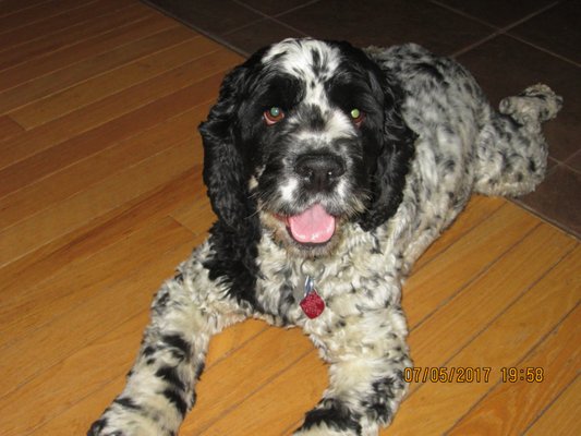 dawg gon mobile grooming