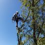 Photo of Davis Tree Service