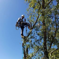 Davis Tree Service - Do what you love and you'll never work a day in your life.