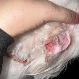 Sliced bloody ear with straight edge where flap had been round. Dried blood on surrounding fur. Sliced bloody ear with straight edge where flap had been round. Dried blood on surrounding fur.