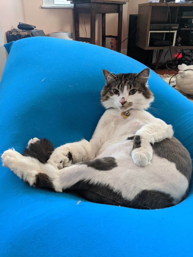 HOUSE CALL CAT GROOMING 55 Photos & 40 Reviews Dorchester, MA Yelp