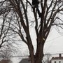 Photo of R&J Jax Tree Service