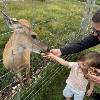Deer Ranch - Amusement Parks Near Me - Saint Ignace, Michigan Deer Ranch - Amusement Parks Near Me - Saint Ignace, Michigan