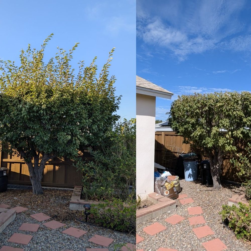 TOP 10 BEST Tree Trimming Service near Tierrasanta, San Diego, CA - Updated  2026 - Yelp