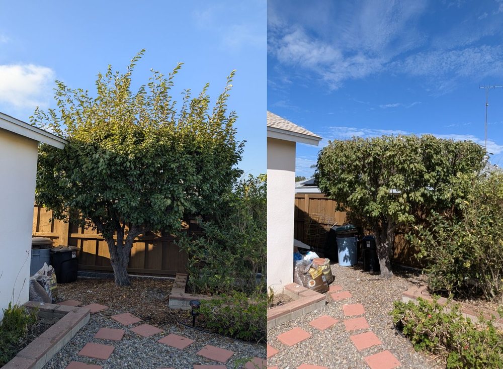 TC Environmental Service - tree service in San Diego, CA