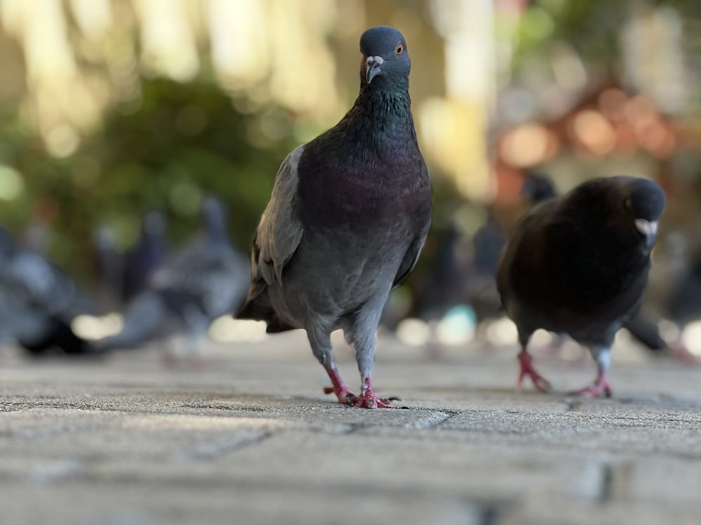 Parque de las Palomas Image