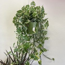 Damian’s Flower Shop