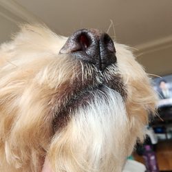 Woof Gang Bakery & Grooming