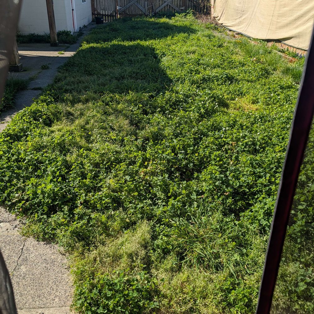 Triple D Landscaping - Backyard before - Landscaping Near Me Triple D Landscaping - Backyard before - Landscaping Near Me
