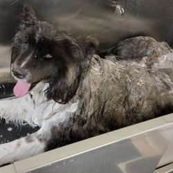 Centinela Feed & Pet Supplies - Best accommodation for Arielle's bath which she