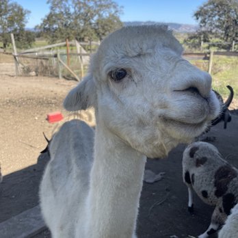 New Carpati Farm - a baby llama and its mother - Flowers & Gifts Near Me - Sebastopol, California New Carpati Farm - a baby llama and its mother - Flowers & Gifts Near Me - Sebastopol, California