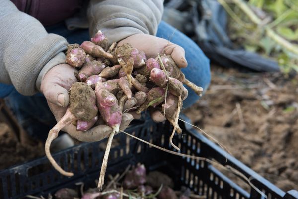 The Chef's Garden by null