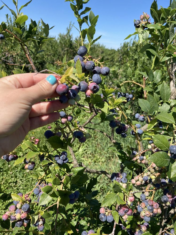 SAUVIE ISLAND FARMS 157 Photos & 75 Reviews 19818 NW Sauvie Island