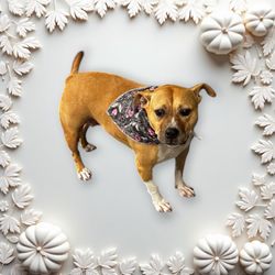 Punkin and Pals Pet Styles