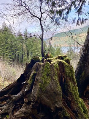 Starvation Creek Falls by null