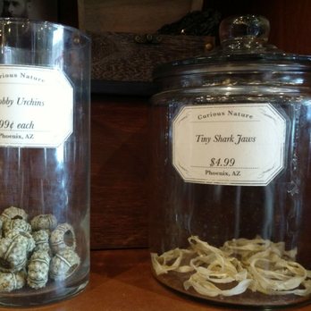 Curious Nature - Knobby urchins and tiny shark jaws - Antiques Near Me - Phoenix, Arizona