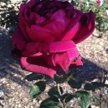 Central Park - Parks Near Me - Pasadena, California