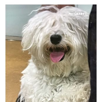 PetSmart - Before - Pet Groomers Near Me - Scottsdale, Arizona PetSmart - Before - Pet Groomers Near Me - Scottsdale, Arizona