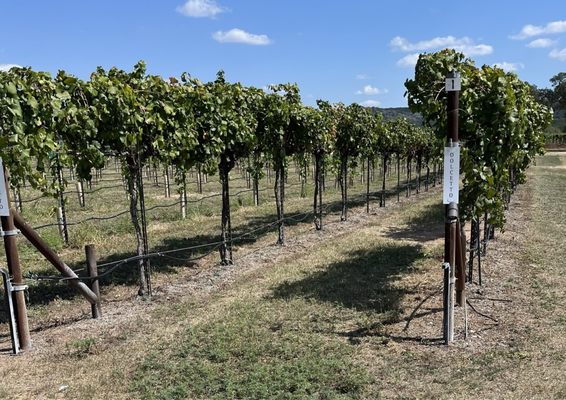 Perissos Vineyard and Winery by null