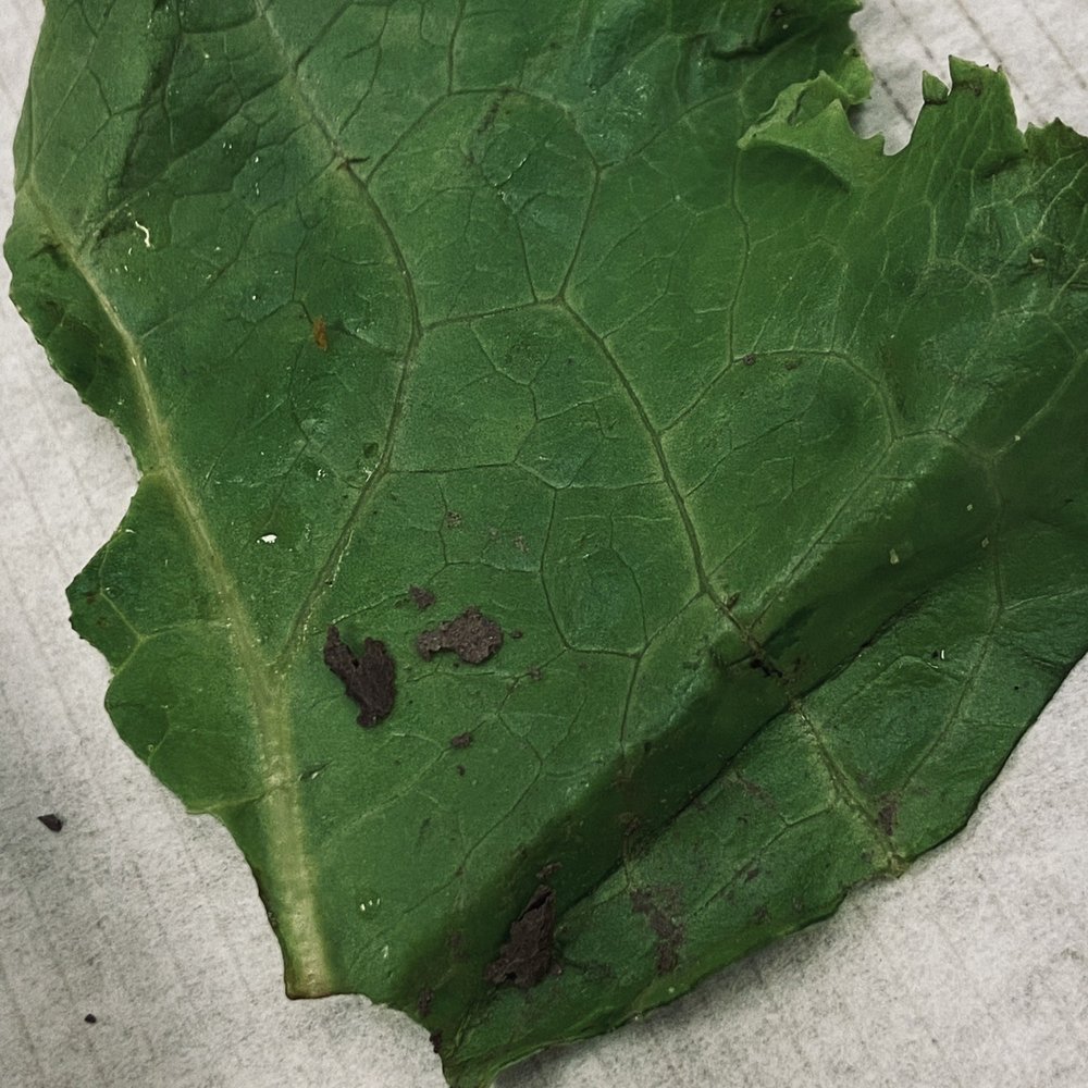 Chick-fil-A - lettuce + dirt and soil - Fast Food Near Me - Carson, California