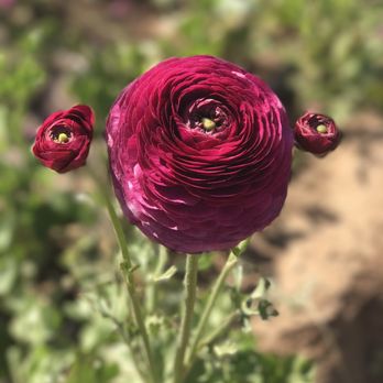 The Flower Fields - Ranunculus..in its full glory - Venues & Event Spaces Near Me - Carlsbad, California