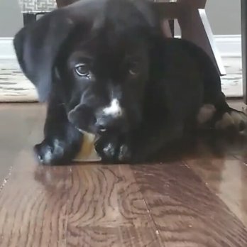 Wright Way Rescue - 8 weeks old. Lab mix. - Animal Shelters Near Me - Morton Grove, Illinois